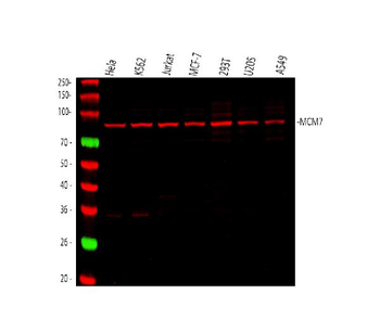 Anti-MCM7 Antibody (monoclonal, 3H11)