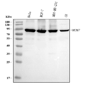 Anti-MCM7 Antibody (monoclonal, 3H11)