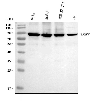 MCM7 Antibody (monoclonal, 3H11)