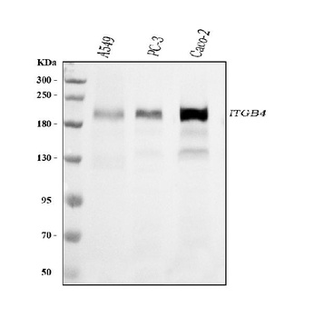 Integrin beta 4/ITGB4 Antibody (monoclonal, 7G10D2)