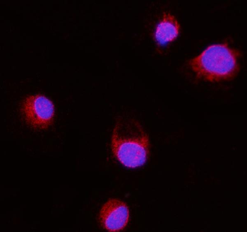 Anti-Erlin-2/ERLIN2 Antibody (monoclonal, 3H9A2)