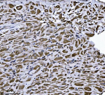 Anti-Erlin-2/ERLIN2 Antibody (monoclonal, 3H9A2)