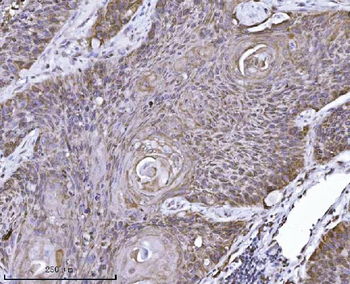 Anti-Erlin-2/ERLIN2 Antibody (monoclonal, 3H9A2)
