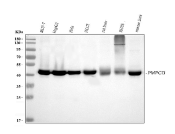 Anti-MPPB/PMPCB Antibody (monoclonal, 9F13E4)