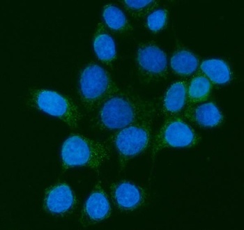 MPPB/PMPCB Antibody (monoclonal, 9F13E4)