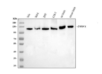 Anti-Drebrin/DBN1 Antibody (monoclonal, 4F6E7)