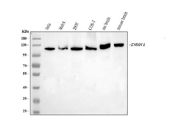 Drebrin/DBN1 Antibody (monoclonal, 4F6E7)