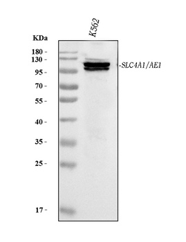 SLC4A1/CD233/Band 3 Antibody (monoclonal, 5G2G7)