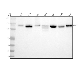 Anti-Integrin alpha V/ITGAV Antibody (monoclonal, 8B10H2)