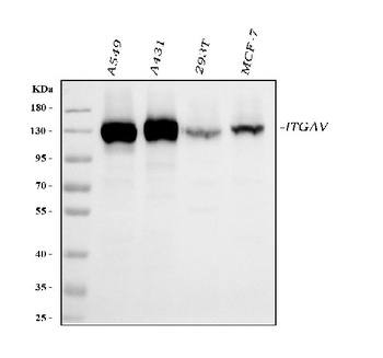 Integrin alpha V/ITGAV Antibody (monoclonal, 8B10H2)