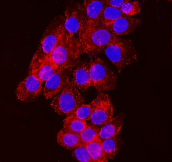 Anti-NDFIP2 Antibody (monoclonal, 10D6D7)