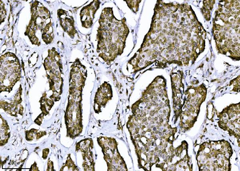 Anti-NDFIP2 Antibody (monoclonal, 10D6D7)