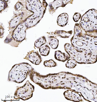 Anti-NDFIP2 Antibody (monoclonal, 10D6D7)