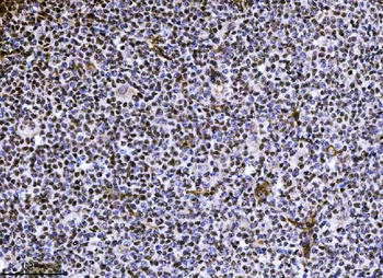 Anti-NDFIP2 Antibody (monoclonal, 10D6D7)