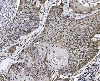Anti-NDFIP2 Antibody (monoclonal, 10D6D7)