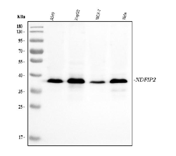 Anti-NDFIP2 Antibody (monoclonal, 10D6D7)