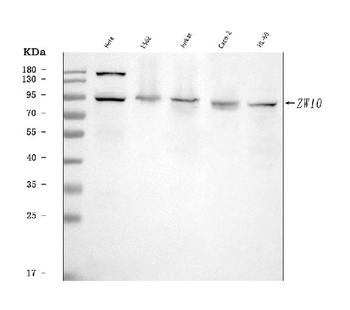 ZW10 Antibody