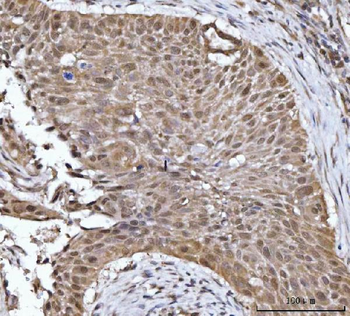 Anti-14-3-3 gamma/YWHAG Antibody