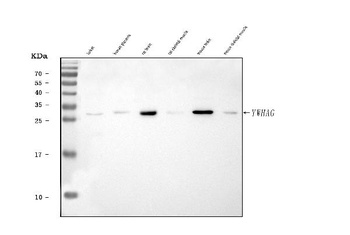 14-3-3 gamma/YWHAG Antibody