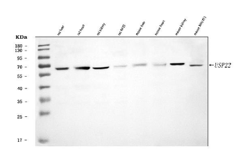 USP22 Antibody