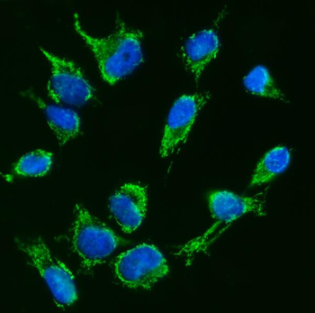 Anti-TFEB Antibody