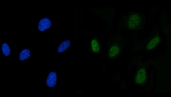 Anti-SLU7 Antibody