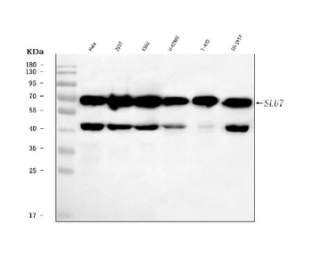 Anti-SLU7 Antibody