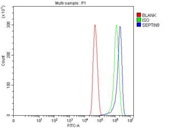 Anti-MSF/SEPTIN9 Antibody