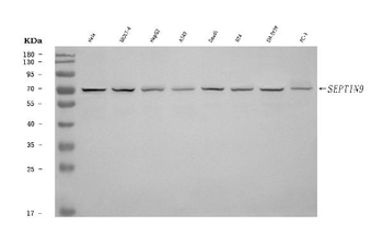 Anti-MSF/SEPTIN9 Antibody