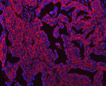 Anti-SEPT7/SEPTIN7 Antibody