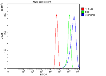 Septin 3/SEPTIN3 Antibody