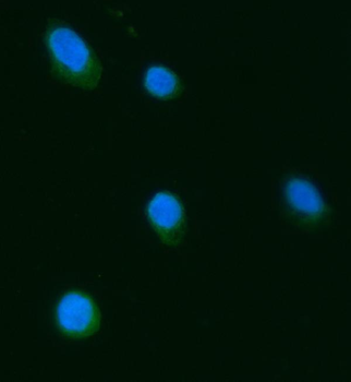 Anti-Septin 3/SEPTIN3 Antibody