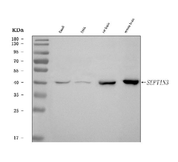 Anti-Septin 3/SEPTIN3 Antibody