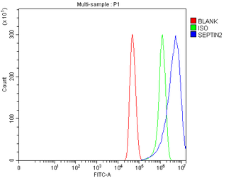 Anti-Septin 2/SEPTIN2 Antibody
