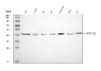 Anti-Septin 2/SEPTIN2 Antibody