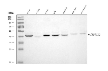 Anti-Septin 2/SEPTIN2 Antibody