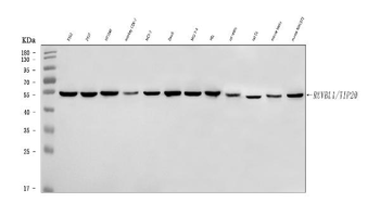 Anti-TIP49A/RUVBL1 Antibody