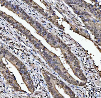 Anti-TIP49A/RUVBL1 Antibody