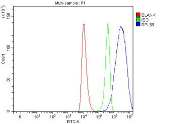 RPL36 Antibody
