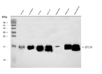 Anti-RPL36 Antibody