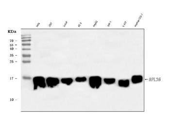 Anti-RPL36 Antibody
