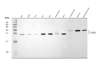 Anti-PSMB4 Antibody