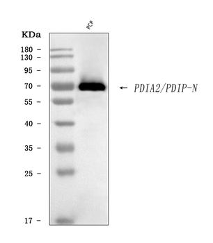 Anti-PDIP/PDIA2 Antibody