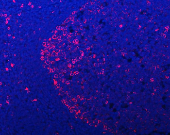 Anti-APP-1/PABPC4 Antibody