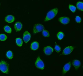 Anti-APP-1/PABPC4 Antibody