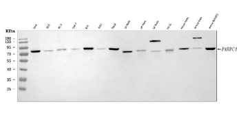 Anti-APP-1/PABPC4 Antibody