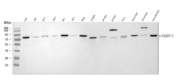 APP-1/PABPC4 Antibody