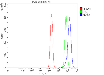 iNOS/Nos2 Antibody