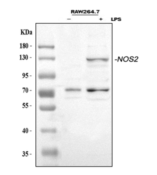 Anti-iNOS/Nos2 Antibody