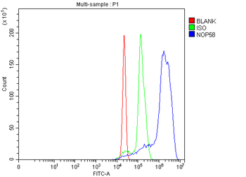 Anti-NOP58 Antibody